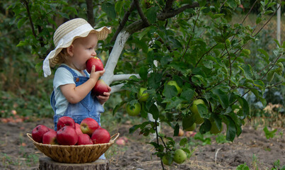 Poster - little girl in the garden with a basket of apples. Selective focus