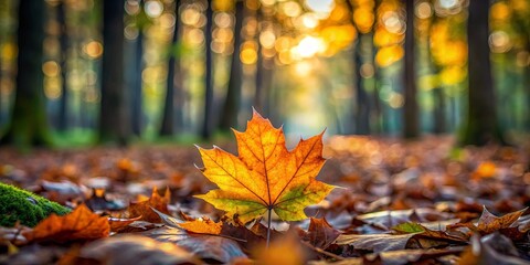 Wall Mural - Solitary leaf standing out on a bed of fallen foliage in a lush forest