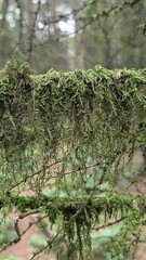 Hanging Moss