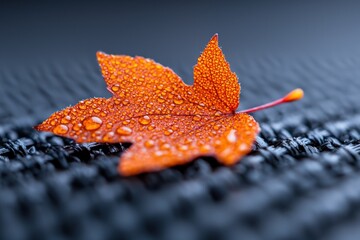 Wall Mural - close-up of an orange leaf with water droplets