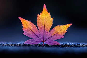 Wall Mural - purple and orange maple leaf on dark surface macro
