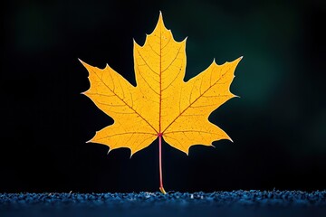 Wall Mural - yellow maple leaf standing upright on textured surface