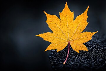 Wall Mural - bright yellow maple leaf on textured dark background.