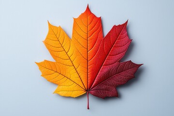 Wall Mural - vibrant maple leaf with gradient from yellow to red