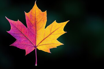 Wall Mural - a colorful maple leaf featuring shades of yellow and pink.