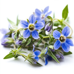 Poster - Borage Isolated