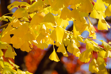 Wall Mural - beautiful yellow ginkgo, gingko biloba tree forest in autumn season.