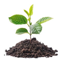 Sticker - green sapling in the soil isolated on white 