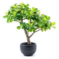 Poster - tree in a pot