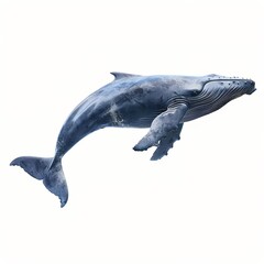 Wall Mural - dolphin isolated on white background