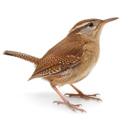 Canvas Print - Isolated Wren Image on transparent background 