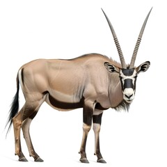 Canvas Print - Gemsbok (Oryx gazella) isolated on transparent 