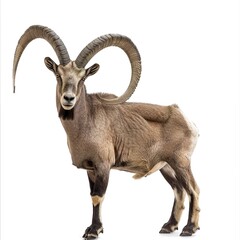 Wall Mural - ibex goat isolated on transparent background