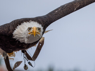 Canvas Print - Adler