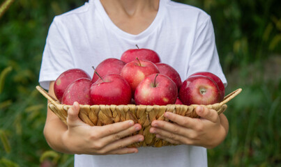 Poster - a boy in an apple garden with a basket of apples. Selective focus