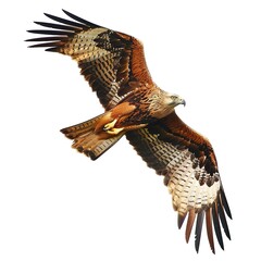 Wall Mural - red tailed hawk