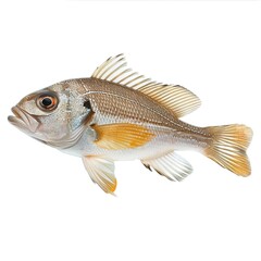 Wall Mural - a fish with a white background isolated on white background 