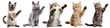 © Rawpixel.com - Cat waving hand png cut out element set