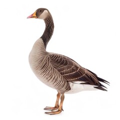 Wall Mural - Graceful Bird Goose isolated on transparent background 