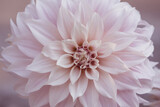 dalia cafe au lait. dahlia flower