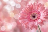 Delicate pink gerbera with soft bokeh background