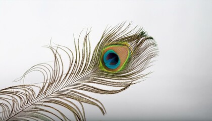 A peacock feather floats slowly on the withe background.