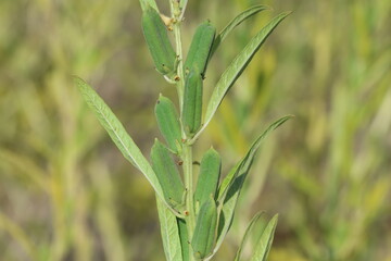 seed pods of sesame plants in the field