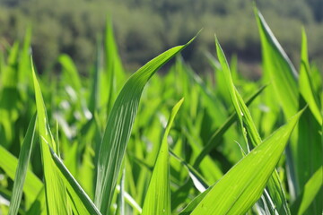 Fototapete - corn leaves background in the field