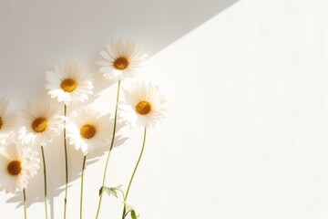 Sticker - Daisy flower petal plant.