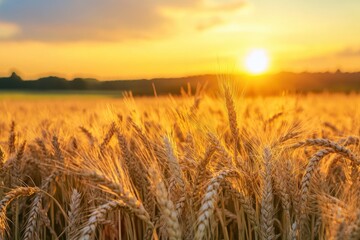 Ripe wheat fields natural landscape at sunset. farm harvest season , ai