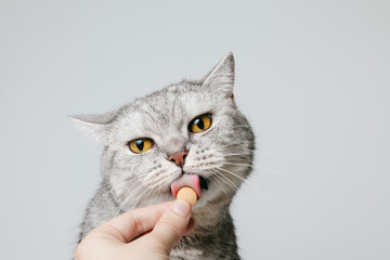 Funny cat is licking a pill or vitamin with his tongue, supplement for pets