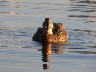 duck in the water