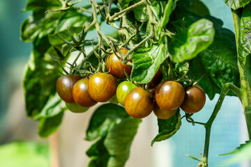 Tomatoes growing in the garden in a greenhouse.