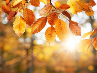 Bright autumn leaves captured against a warm golden sunlight backdrop, showcasing the beauty of nature's seasonal change.