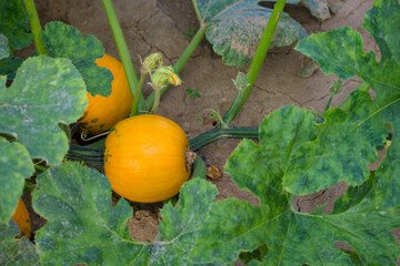 ripe orange pumpkin in the agricultural field close-up