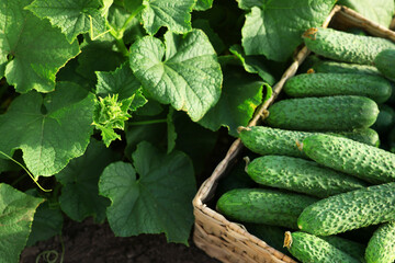 Wicker basket with vegetables and cucumber bushes outdoors, closeup