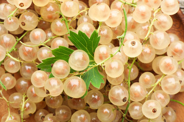 Wall Mural - Fresh white currant berries and green leaf as background, closeup