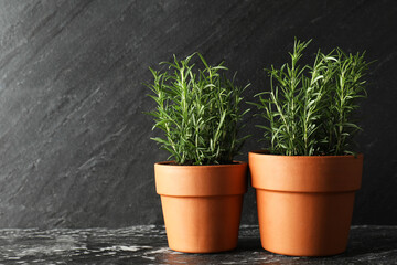 Rosemary plants growing in pots on dark textured table. Aromatic herb