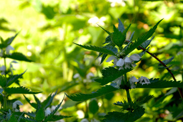 Lamium album (commonly called white dead-nettle). White flowers of Lamium album