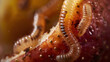 © bajita111122 - Macro Shot of Worms Feeding on Decaying Fruit.