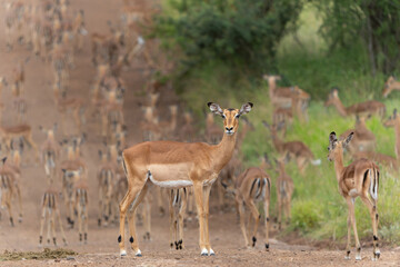 Wall Mural - impala herd passing a gravelroad in kruger national park in south africa