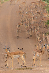 Wall Mural - impala herd passing a gravelroad in kruger national park in south africa