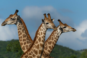 Canvas Print - Giraffe in the green season in Zuka Private Game Reserve in Kwa Zulu Natal close to Mkuze in South Africa     