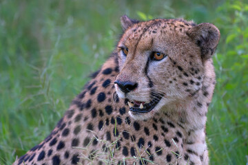 Sticker - Cheetah (Acinonyx jubatus) Portrait in Mkuze Falls Game Reserve near the Mkuze River in South Africa