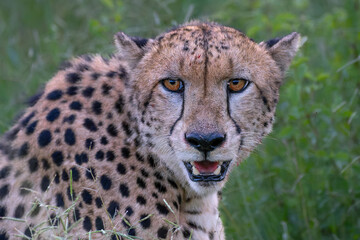 Poster - Cheetah (Acinonyx jubatus) Portrait in Mkuze Falls Game Reserve near the Mkuze River in South Africa