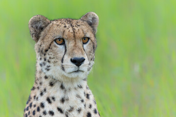 Wall Mural - cheetah (acinonyx jubatus) portrait in mkuze falls game reserve near the mkuze river in south africa