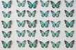 © Michael - Stunning Seafoam Cherry Butterflies in Slate Shades on Crisp White Background