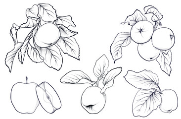 a set of black and white hand-drawn drawings of apple fruits on a branch vector illustration