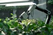 © Instacraft.Studio - Robotic Arm Tending to Plants in a Futuristic Greenhouse