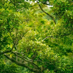 Poster - Full frame of green foliage on branches with blurred background